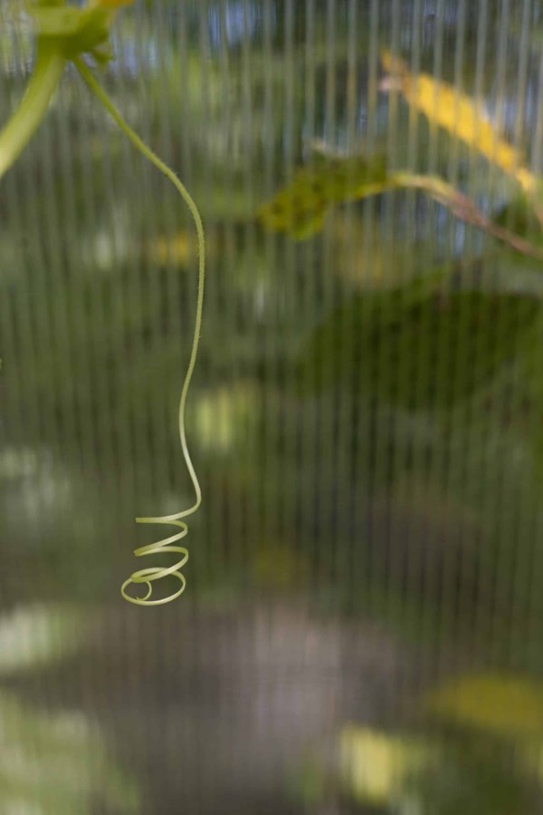 How to Implement Enrichment Activities for Pets with Limited Mobility?